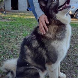 Siberian Husky Female in Heat for Stud in Charlotte, nc