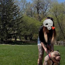 Lilac Tri Merle Micro Stud for Sale in Minneapolis, mn