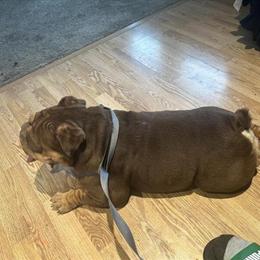 Chocolate English Bulldog Female Available for Rehoming in Milwaukee, wi