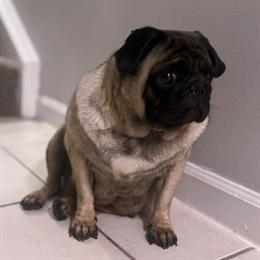 Female Adult Pug - Sweet and Great with Dogs and Kids in Orlando, fl