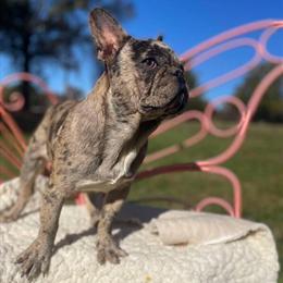 Male Tri-Merle French Bulldog Available - AKC Registered in Orlando, fl