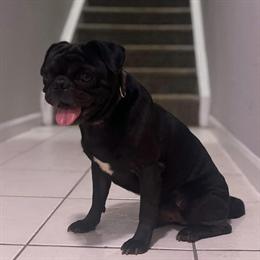 Black Male Adult Pug for Adoption in Orlando, fl