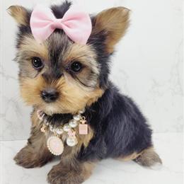 Yorkshire Terrier Puppies Available in New York-New Jersey in Brooklyn, ny