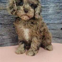 Cavapoo Puppies Available in New York and New Jersey in Brooklyn, ny