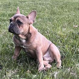 French Bulldog Male for Rehoming in Waldorf, md
