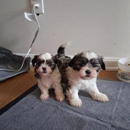 Shih Tzu Puppies Ready for Forever Homes in Louisville, ky