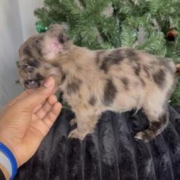 French Bulldog Puppies Ready for New Homes in Huntersville, nc