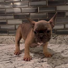 French Bulldog Puppies Available for Rehoming in Huntersville, nc