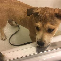 Lab Mix Available for Rehoming with Food in Dracut, ma