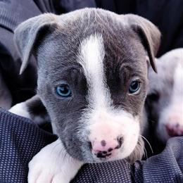 Female Merel Pitbull Terriers Available in Trenton, nj