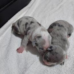 2 Female Merle Pitbull Terriers in Trenton, nj