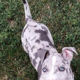 Exotic Blue Nose Pitbull Puppies Available in Trenton, nj