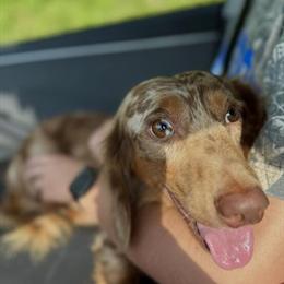 Stud Services for Male Chocolate Dog in Bucyrus, oh