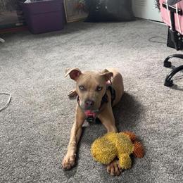 Pit Bull Puppy Needs a Loving Home in Lansing, mi
