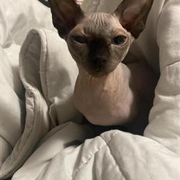 Male Sphynx Available for Stud in Columbus, oh