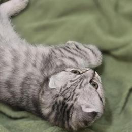 Scottish Fold Kittens for Sale - Four Playful Boys Available Now in Philadelphia, pa