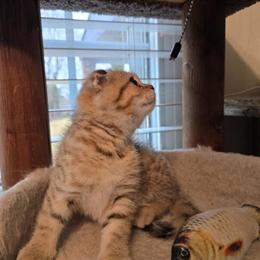 Scottish Fold Kitten with Folded Ears Ready for Adoption in Philadelphia, pa