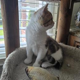 Scottish Fold Boy Kitten Available Now in Philadelphia, pa