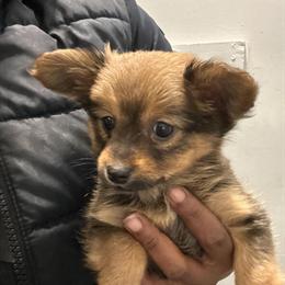 Pomeranian Mixed Breed Puppies for Sale in Detroit, mi