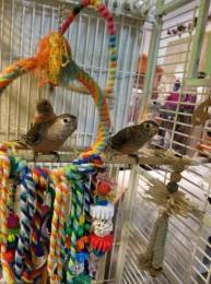 Handfed Rosey Bourke Parakeets Pink And Normal Available Aviary Pickup in Harrisburg, PA