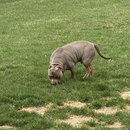 American Bully ABKC Registered - 1.5 Years Old in Flushing, mi