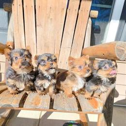 Yorkshire Terrier Puppies Ready for New Homes in Fayetteville, nc
