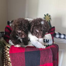 Aussiedoodle Puppies for Sale in Fayetteville, nc