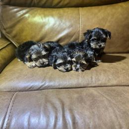 Yorkshire Terrier Puppies Available in Fayetteville, nc