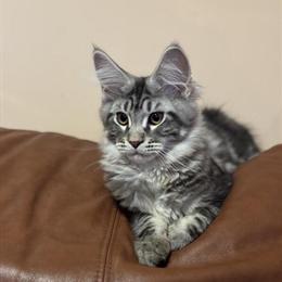 Maine Coon Cat Jasper, 1 Year Old, Needs New Home in Milwaukee, wi
