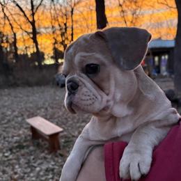 French Bulldog Puppies Ready to Go in Kansas City, mo