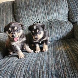 Pomsky Puppies Available for Adoption in Fenton, mi