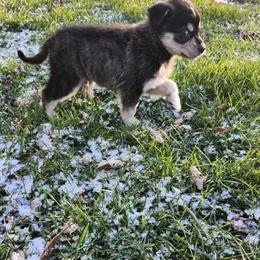 Pomsky - One Female Available in Fenton, mi