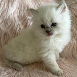 Ragdoll Female TICA Kitten for Adoption in Bushnell, fl