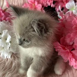 Ragdoll Female Kitten Available in Bushnell, fl
