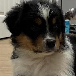 AKC Standard Australian Shepherd Puppies Available in Flint, mi
