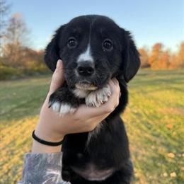 Corgi and Golden Retriever Mix Female Puppy Ready for Adoption in Waldron, in