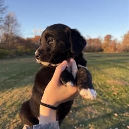 Corgi Mix Puppy Female Ready for Adoption in Waldron, in