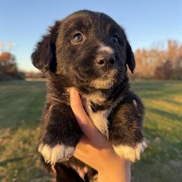 Cardigan Corgi Puppy Mix Ready for Adoption in Waldron, in