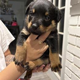 AKC Rottweiler Puppies in OKC/Mustang in Yukon, ok