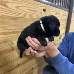 Male Black and Yellow Puppies Available in Fremont, mi