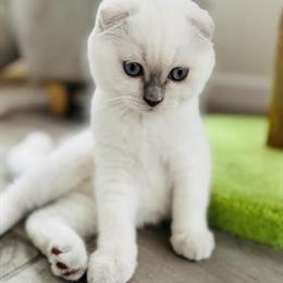 Scottish Fold Kitten Looking for a Loving Home in Charlottesville, va