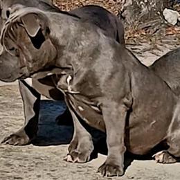 American Bully Puppies for Christmas Special in Charlotte, nc