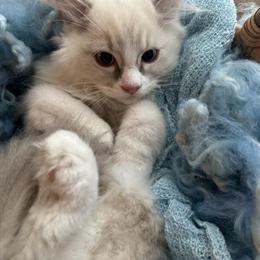 Stunning Male Mink Ragdoll Kitten, 6 Months Old in Dayton, oh