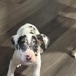 Merle Puppies for Loving Homes in Staten Island, ny