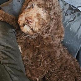 Chocolate Goldendoodle Female Puppy Available in Brooksville, fl