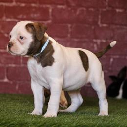 American Bulldogs - NKC Registered, 3 Males and 1 Female Ready for Homes in Clovis, nm