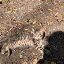 Kittens for Adoption - 8 Weeks Old, Friendly, $50 Each in Lebanon, nj