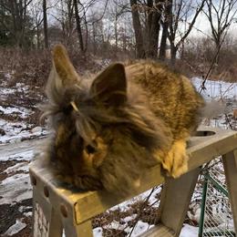 Female Lionhead Bunnies for Adoption in Lebanon, nj