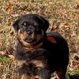 German Shepherd Female Puppy for Sale in Atlanta, ga