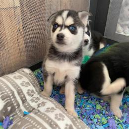 Pomsky Puppies Ready for Christmas - Call/Text 856-275-8278 in Mullica Hill, nj